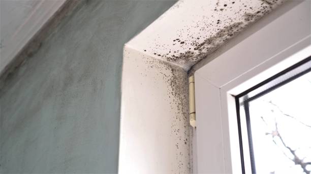 Office Mold Removal Services in Keystone, FL