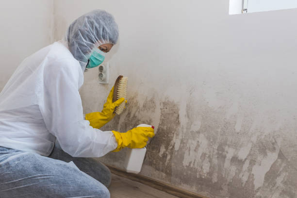 Best Attic Mold Removal  in Keystone, FL