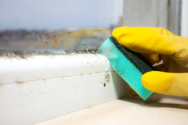 Best Attic Mold Removal  in Keystone, FL