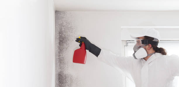 Professional Mold Removal in Keystone, FL