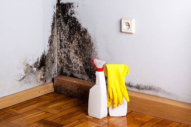 Best Certified Mold Removal  in Keystone, FL