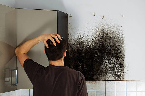 Best Mold Inspection  in Keystone, FL